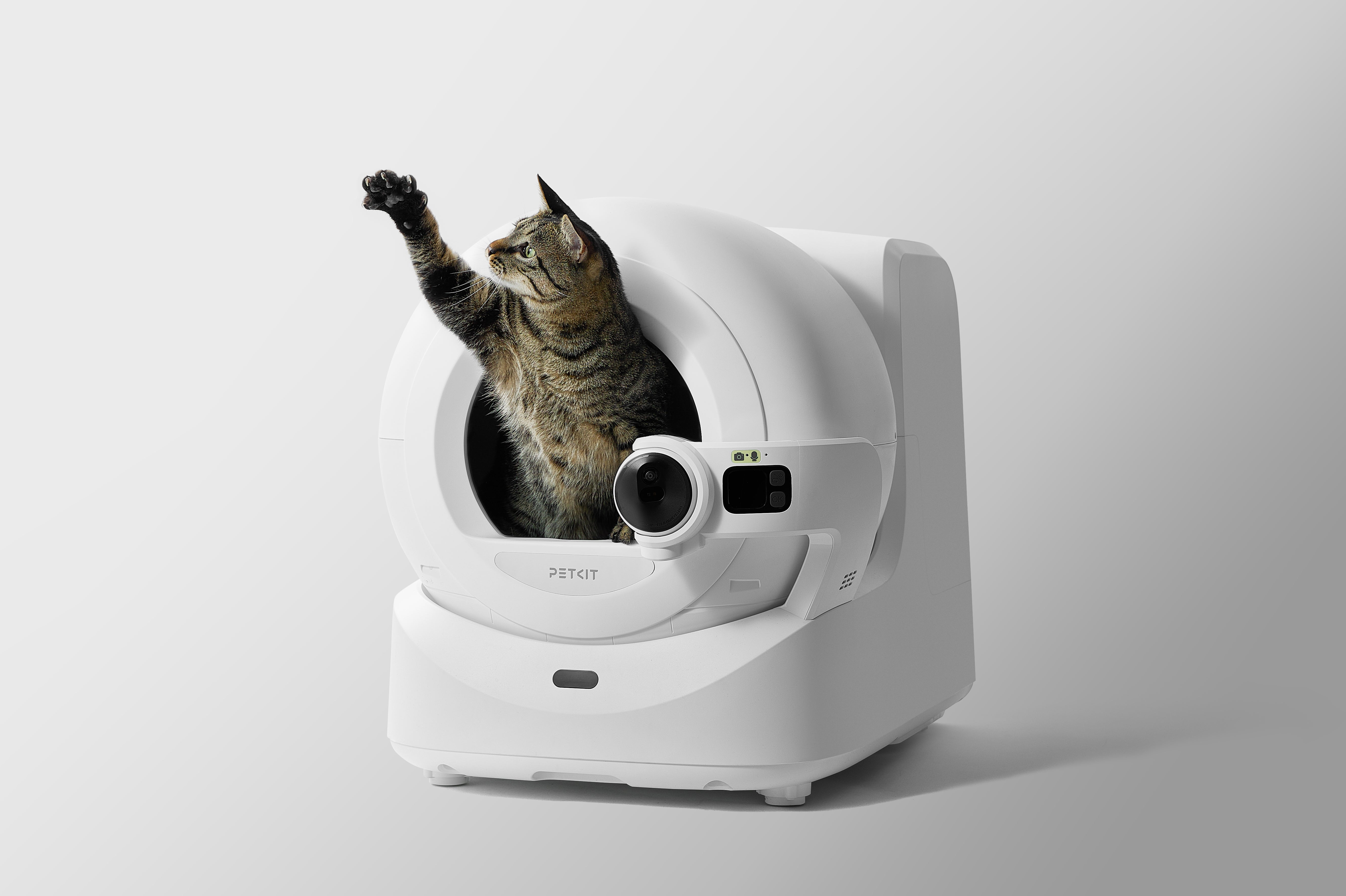 ねこた Motoharu Kochi | 今朝のさくら猫 #猫 #ねこ #ネコ #さくら猫